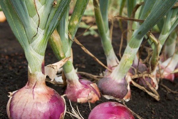 Купить наркотики онлайн